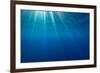 Sunbeams below the surface of the sea, Guadalupe Island-Alex Mustard-Framed Photographic Print