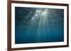 Sunbeams Filtering through the Ocean Surface-Reinhard Dirscherl-Framed Photographic Print