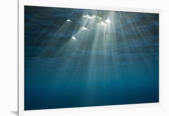 Sunbeams Filtering through the Ocean Surface-Reinhard Dirscherl-Framed Photographic Print