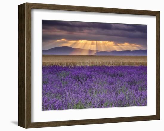 Sunbeams over Lavender-Michael Blanchette Photography-Framed Premium Photographic Print