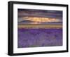 Sunbeams over Lavender-Michael Blanchette Photography-Framed Premium Photographic Print