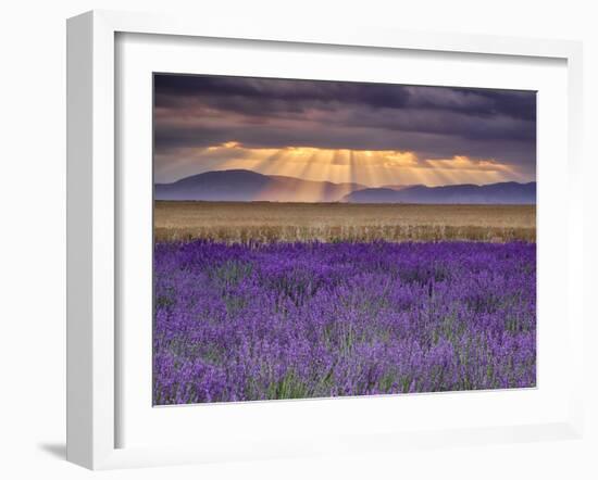 Sunbeams over Lavender-Michael Blanchette Photography-Framed Premium Photographic Print