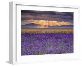 Sunbeams over Lavender-Michael Blanchette Photography-Framed Premium Photographic Print