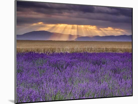 Sunbeams over Lavender-Michael Blanchette Photography-Mounted Premium Photographic Print