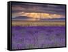Sunbeams over Lavender-Michael Blanchette Photography-Framed Stretched Canvas