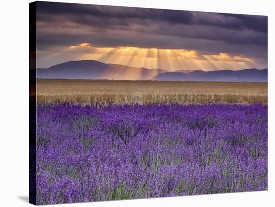 Sunbeams over Lavender-Michael Blanchette Photography-Stretched Canvas