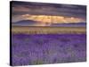 Sunbeams over Lavender-Michael Blanchette Photography-Stretched Canvas