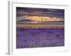 Sunbeams over Lavender-Michael Blanchette Photography-Framed Photographic Print