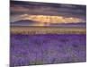 Sunbeams over Lavender-Michael Blanchette Photography-Mounted Photographic Print