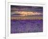 Sunbeams over Lavender-Michael Blanchette Photography-Framed Photographic Print