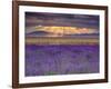 Sunbeams over Lavender-Michael Blanchette Photography-Framed Photographic Print