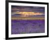 Sunbeams over Lavender-Michael Blanchette Photography-Framed Photographic Print