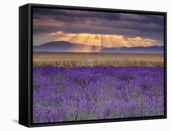 Sunbeams over Lavender-Michael Blanchette Photography-Framed Stretched Canvas