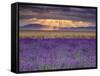 Sunbeams over Lavender-Michael Blanchette Photography-Framed Stretched Canvas