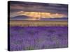 Sunbeams over Lavender-Michael Blanchette Photography-Stretched Canvas