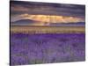 Sunbeams over Lavender-Michael Blanchette Photography-Stretched Canvas