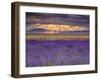 Sunbeams over Lavender-Michael Blanchette Photography-Framed Photographic Print