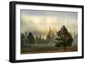 Sunbeams over trees, Midway Geyser Basin, Yellowstone National Park, Wyoming-Adam Jones-Framed Photographic Print