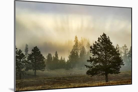 Sunbeams over trees, Midway Geyser Basin, Yellowstone National Park, Wyoming-Adam Jones-Mounted Photographic Print