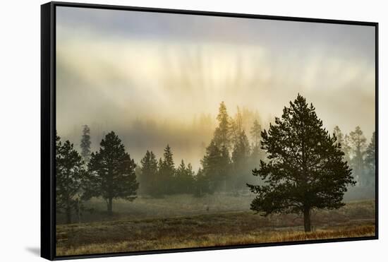 Sunbeams over trees, Midway Geyser Basin, Yellowstone National Park, Wyoming-Adam Jones-Framed Stretched Canvas