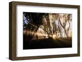 Sunbeams shine through fog in rain forest, Kokee, Kauai, Hawaii-Mark A Johnson-Framed Photographic Print