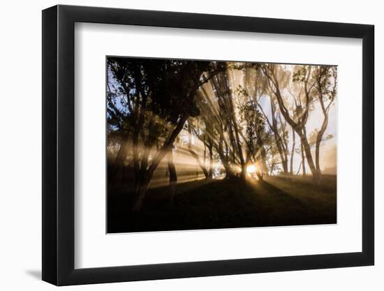 Sunbeams shine through fog in rain forest, Kokee, Kauai, Hawaii-Mark A Johnson-Framed Photographic Print