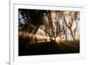 Sunbeams shine through fog in rain forest, Kokee, Kauai, Hawaii-Mark A Johnson-Framed Photographic Print