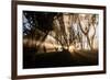 Sunbeams shine through fog in rain forest, Kokee, Kauai, Hawaii-Mark A Johnson-Framed Photographic Print