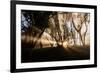 Sunbeams shine through fog in rain forest, Kokee, Kauai, Hawaii-Mark A Johnson-Framed Photographic Print