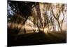 Sunbeams shine through fog in rain forest, Kokee, Kauai, Hawaii-Mark A Johnson-Mounted Photographic Print