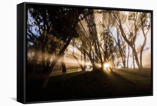 Sunbeams shine through fog in rain forest, Kokee, Kauai, Hawaii-Mark A Johnson-Framed Stretched Canvas