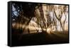 Sunbeams shine through fog in rain forest, Kokee, Kauai, Hawaii-Mark A Johnson-Framed Stretched Canvas