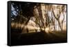 Sunbeams shine through fog in rain forest, Kokee, Kauai, Hawaii-Mark A Johnson-Framed Stretched Canvas