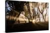 Sunbeams shine through fog in rain forest, Kokee, Kauai, Hawaii-Mark A Johnson-Stretched Canvas