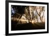 Sunbeams shine through fog in rain forest, Kokee, Kauai, Hawaii-Mark A Johnson-Framed Photographic Print