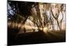 Sunbeams shine through fog in rain forest, Kokee, Kauai, Hawaii-Mark A Johnson-Mounted Photographic Print