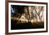 Sunbeams shine through fog in rain forest, Kokee, Kauai, Hawaii-Mark A Johnson-Framed Photographic Print