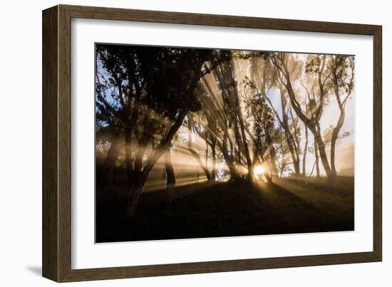 Sunbeams shine through fog in rain forest, Kokee, Kauai, Hawaii-Mark A Johnson-Framed Photographic Print