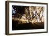 Sunbeams shine through fog in rain forest, Kokee, Kauai, Hawaii-Mark A Johnson-Framed Photographic Print