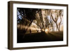 Sunbeams shine through fog in rain forest, Kokee, Kauai, Hawaii-Mark A Johnson-Framed Photographic Print