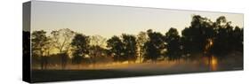 Sunbeams Shining through Trees, Woodford County, Kentucky, USA-null-Stretched Canvas