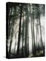 Sunbeams Streaming Through Trees, Mt. Rainier National Park, Washington, USA-Adam Jones-Stretched Canvas