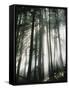 Sunbeams Streaming Through Trees, Mt. Rainier National Park, Washington, USA-Adam Jones-Framed Stretched Canvas