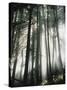Sunbeams Streaming Through Trees, Mt. Rainier National Park, Washington, USA-Adam Jones-Stretched Canvas
