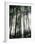 Sunbeams Streaming Through Trees, Mt. Rainier National Park, Washington, USA-Adam Jones-Framed Photographic Print