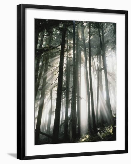 Sunbeams Streaming Through Trees, Mt. Rainier National Park, Washington, USA-Adam Jones-Framed Photographic Print