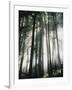 Sunbeams Streaming Through Trees, Mt. Rainier National Park, Washington, USA-Adam Jones-Framed Photographic Print