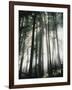 Sunbeams Streaming Through Trees, Mt. Rainier National Park, Washington, USA-Adam Jones-Framed Photographic Print