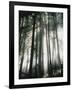 Sunbeams Streaming Through Trees, Mt. Rainier National Park, Washington, USA-Adam Jones-Framed Photographic Print