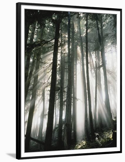 Sunbeams Streaming Through Trees, Mt. Rainier National Park, Washington, USA-Adam Jones-Framed Photographic Print